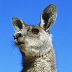 Viande de kangourou