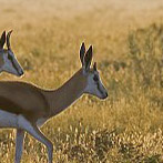 Viande d'antilope