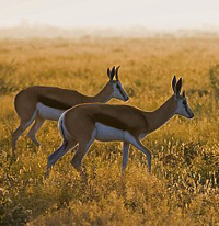 antilope