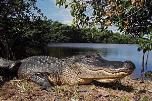 crocodile