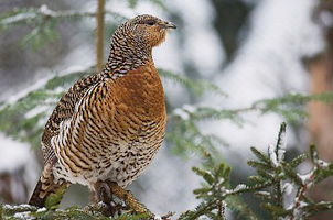 Moorhuhn