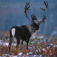 Reindeer Meat