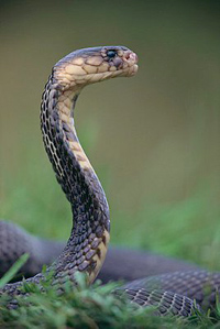 Snake Meat