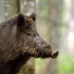 Viande de sanglier